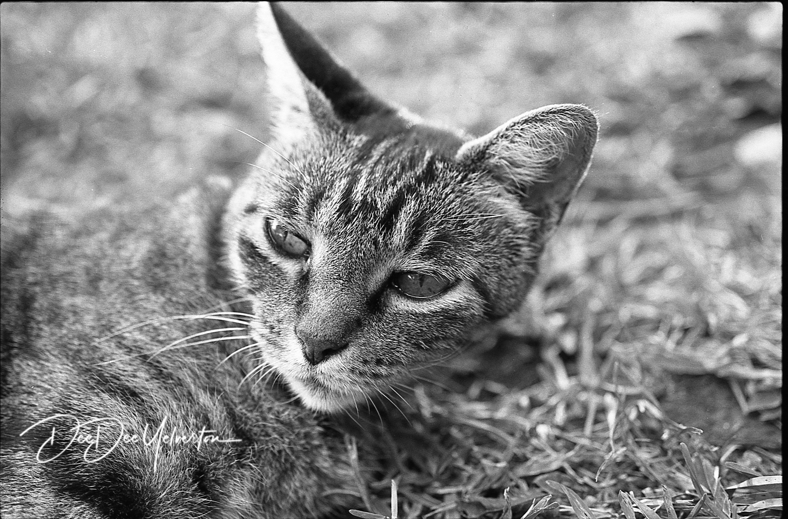 Feline portrait (BW film)